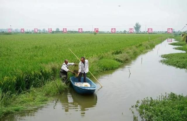 湖北小龍蝦